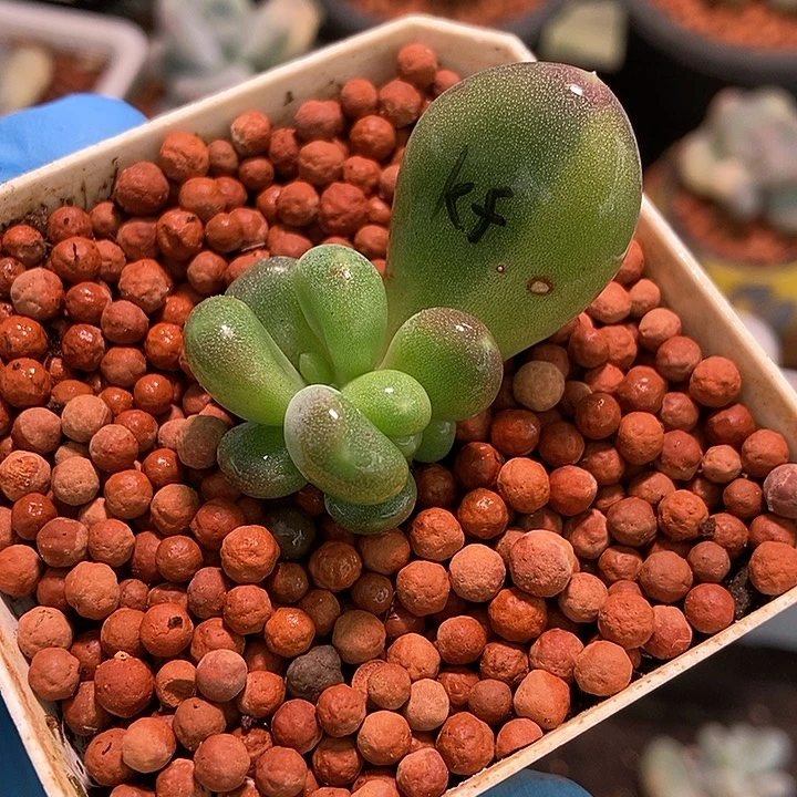 咖啡美人锦多肉植物