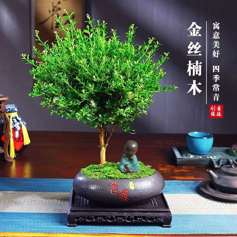 金丝楠木小叶赤楠盆栽室内客厅茶几办公净化空气四季常青绿植盆景