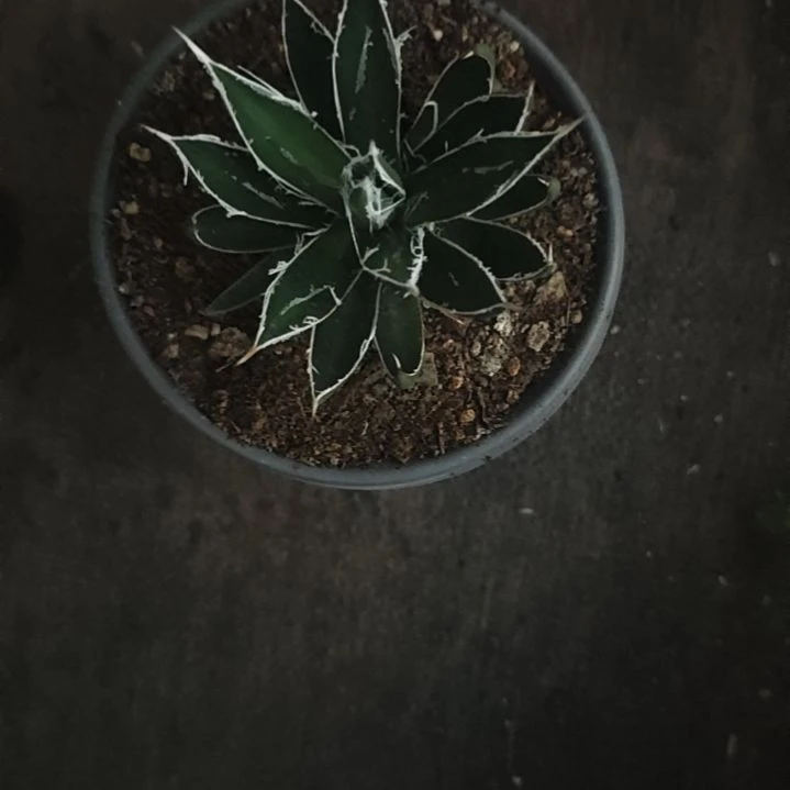 乱雪精品龙舌兰种子播种