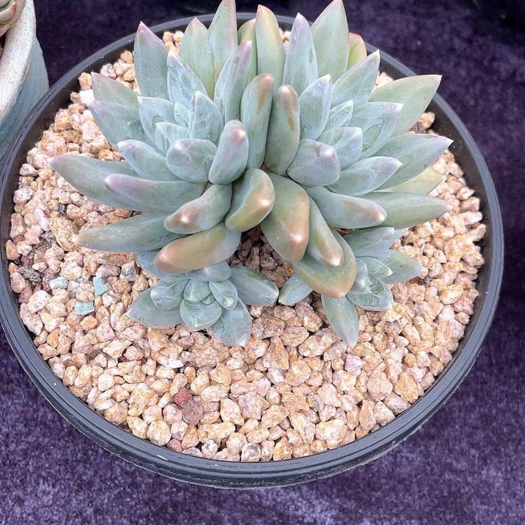 心***度多肉植物一物一拍