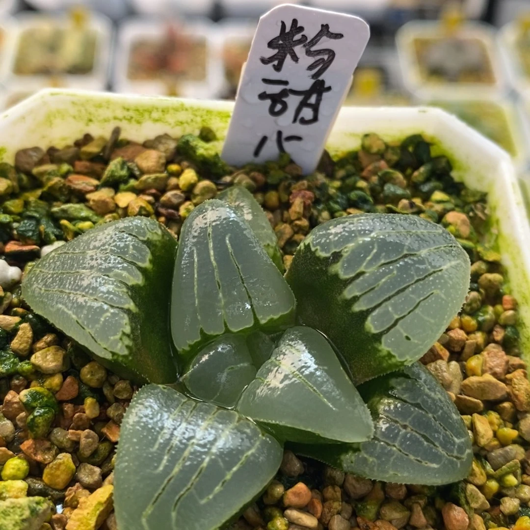 粉甜心十二卷多肉植物