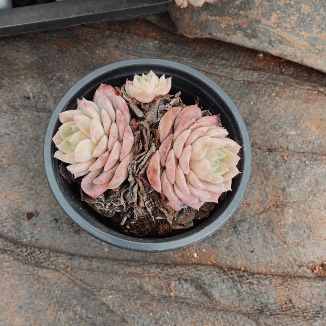 Z**g硕士专业学位我某些06