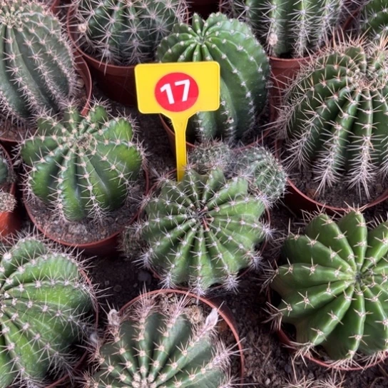 露露实生17号7公分左右