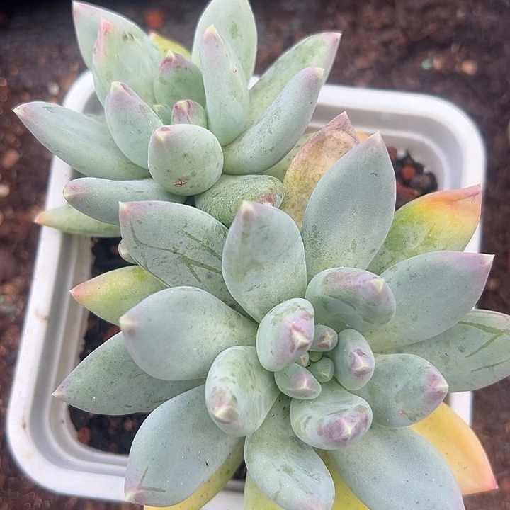 美人大双头福利特