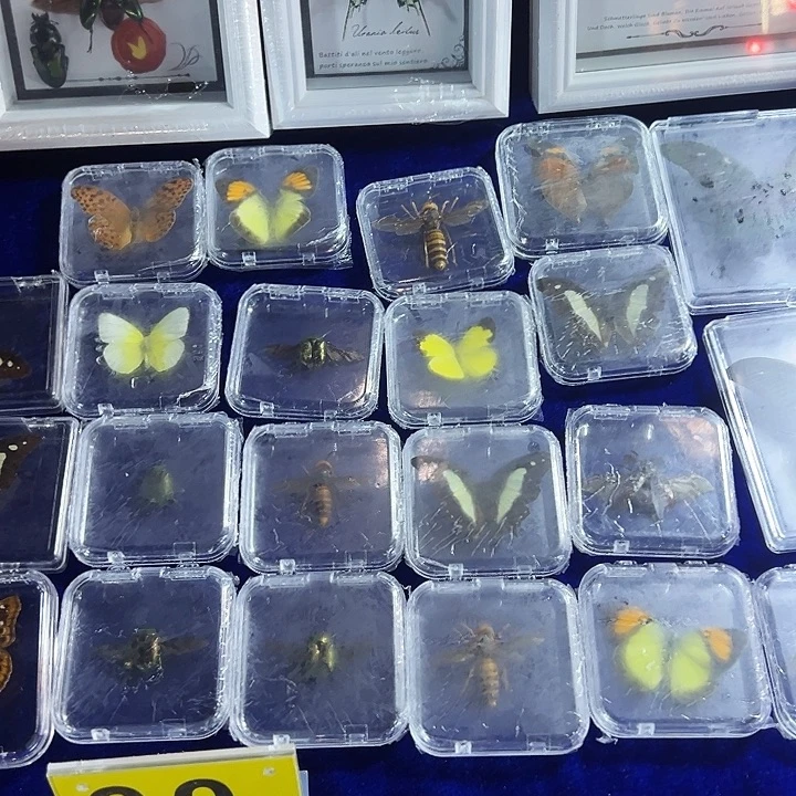 有机玻璃10种昆虫随机
