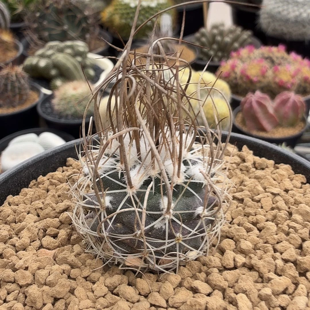 实生草刺娇丽脱土发货