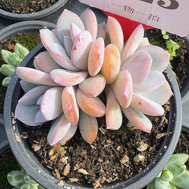 韩版奶茶625多肉植物