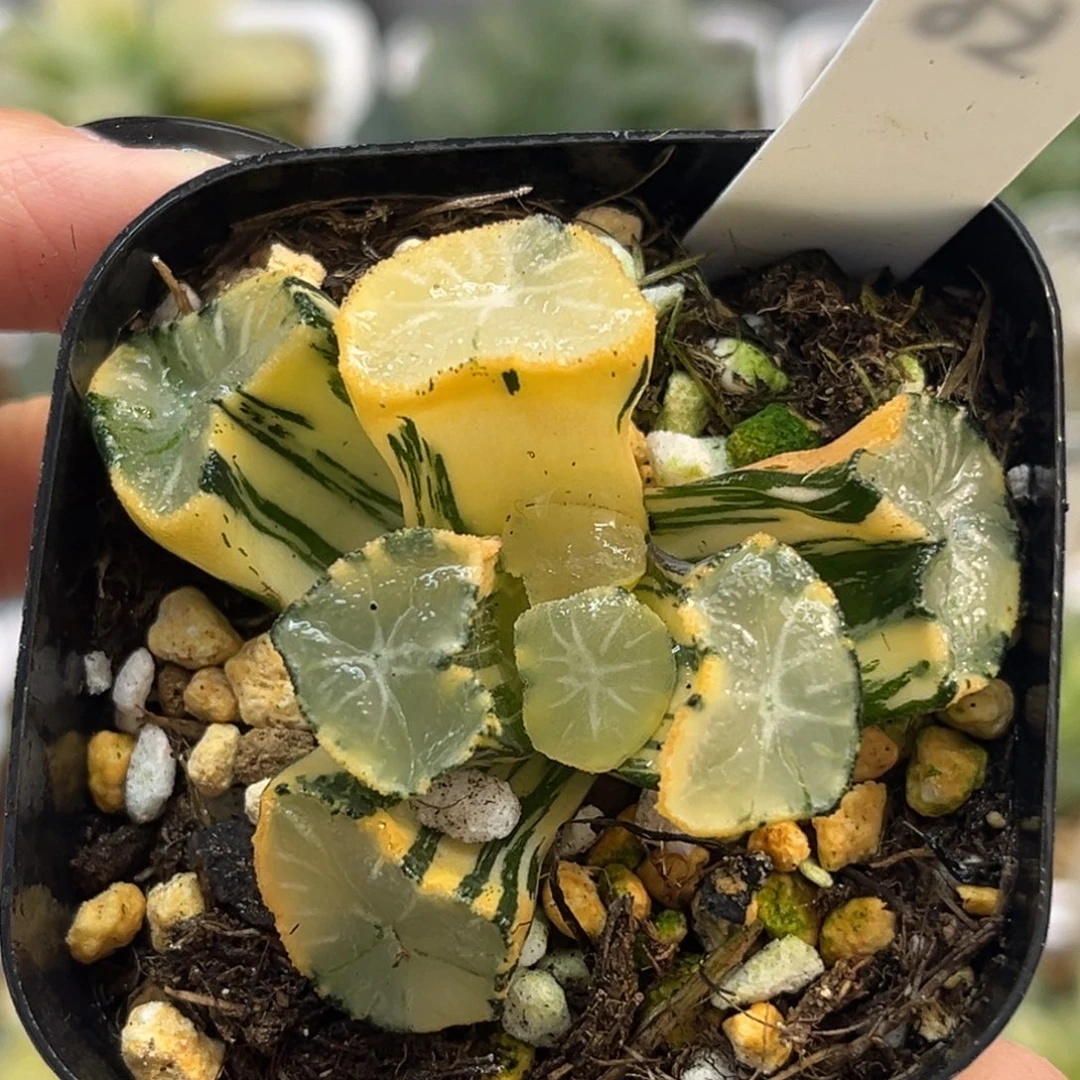 56玉龙万象锦福利专场