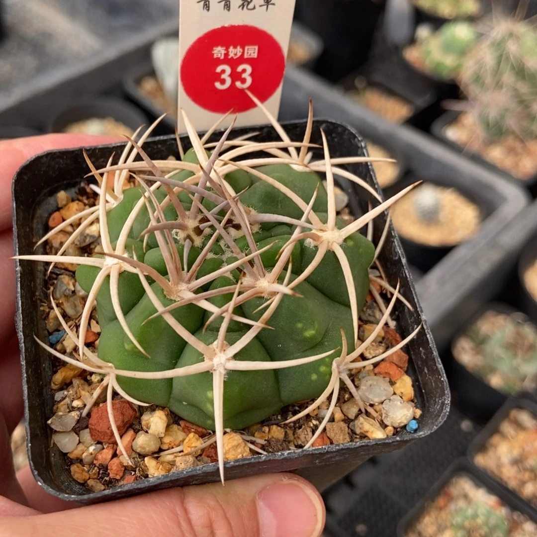 实生有雀斑碧岩玉一颗仙人球