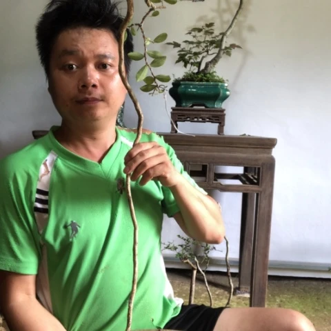 无花朵盆景盆栽植物