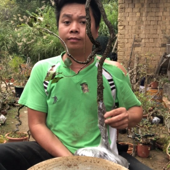 无花朵盆景盆栽植物（不包成活率，不退不换）