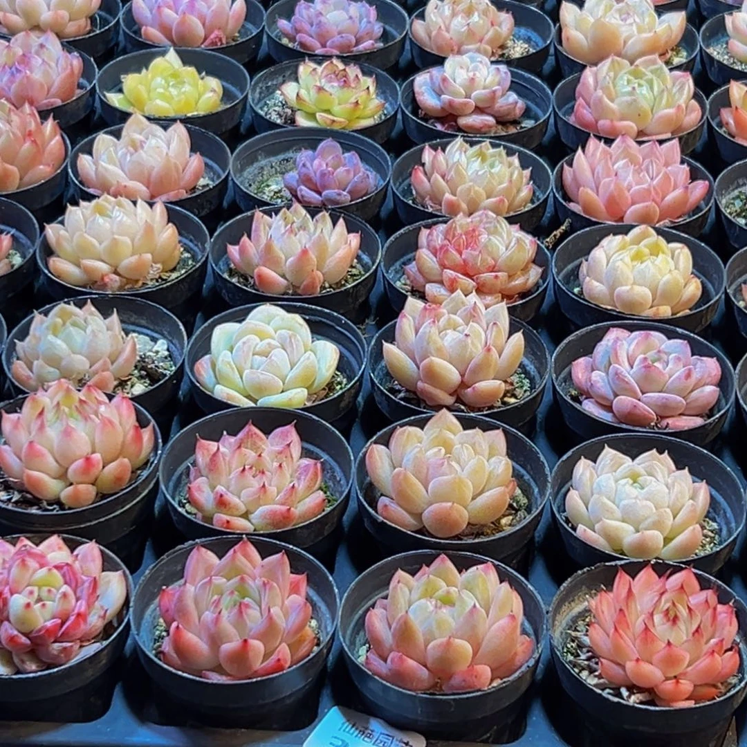 莫***莫332多肉葡萄的味道是真的