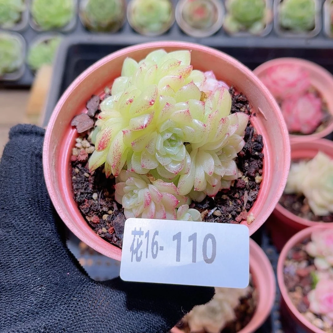 花16-110麦秆小群
