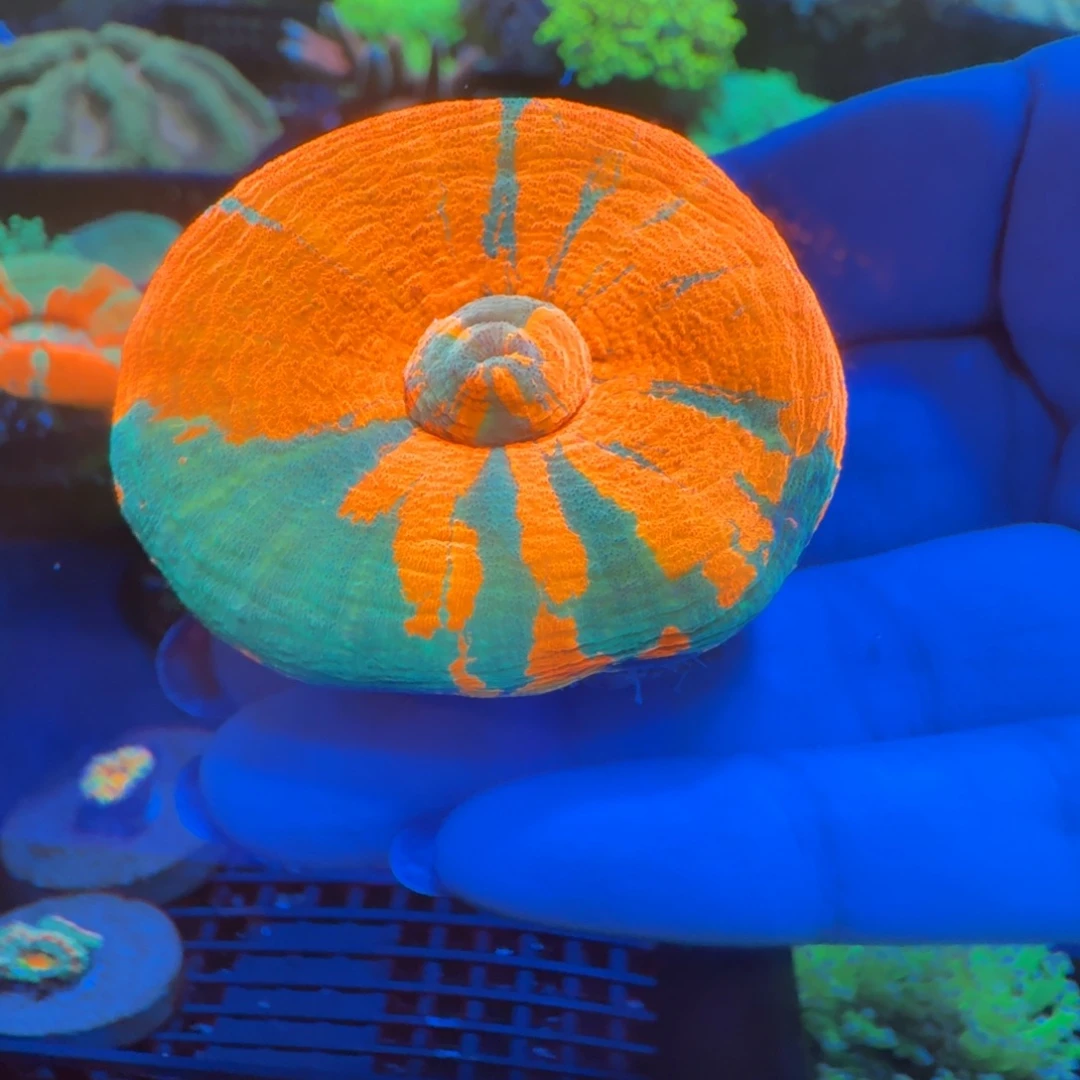 b***s菇珊瑚澳洲甜甜圈