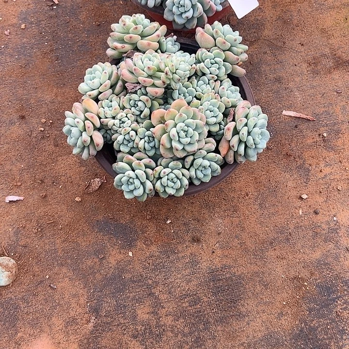 永****多肉植物实物直播实物81