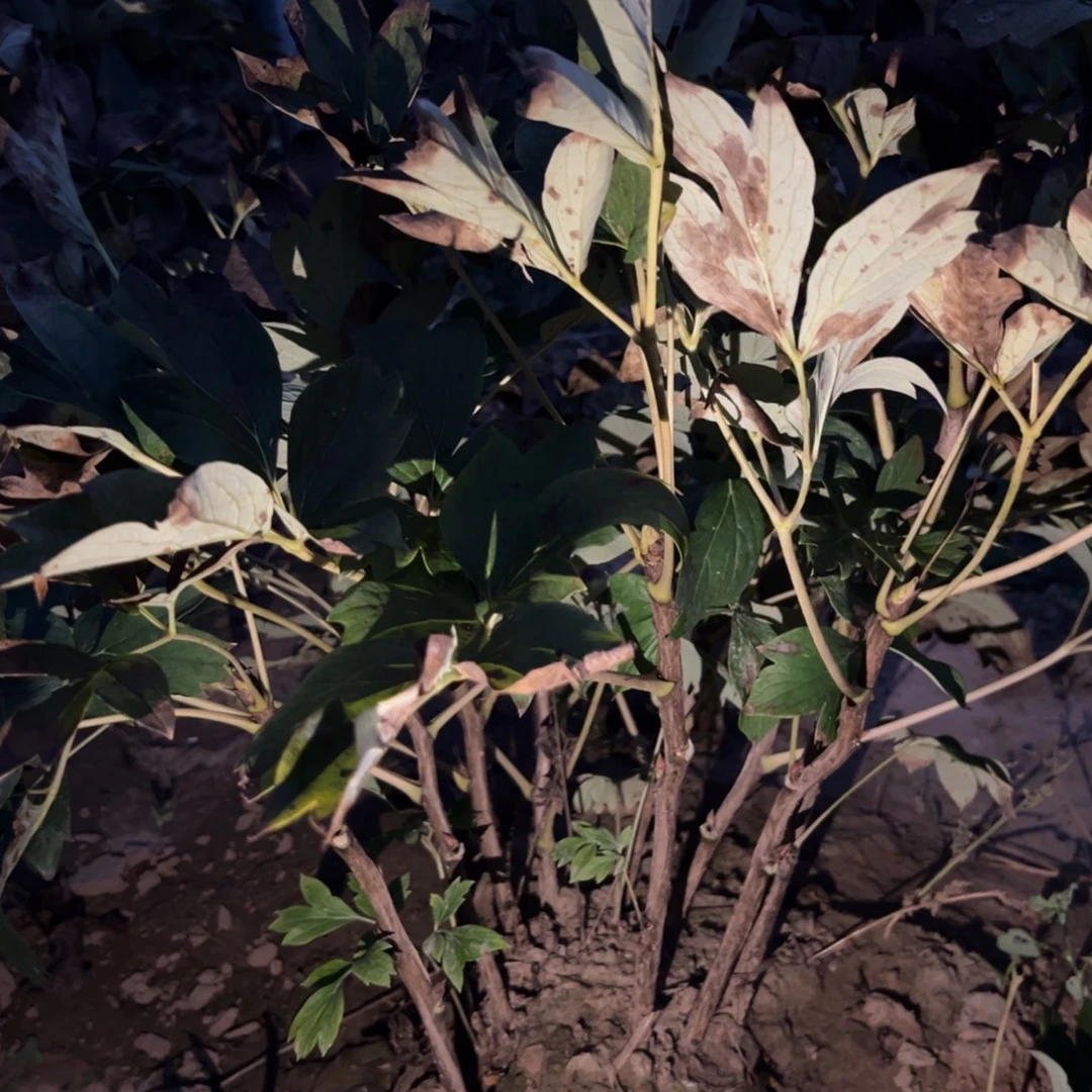 当前无花栽培后可以开花