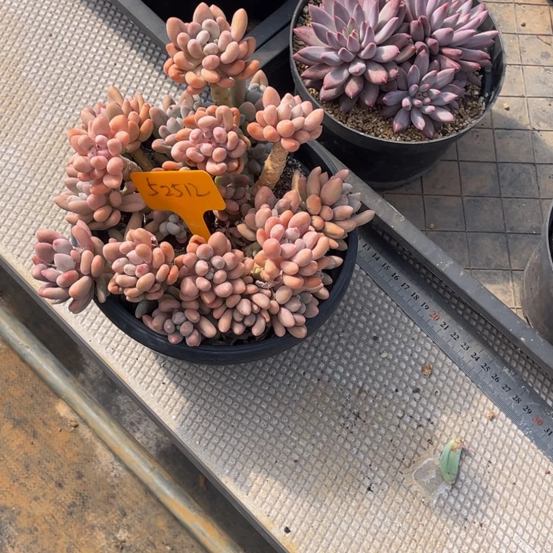 芒***子52512号下午美人杂交系列群生多肉
