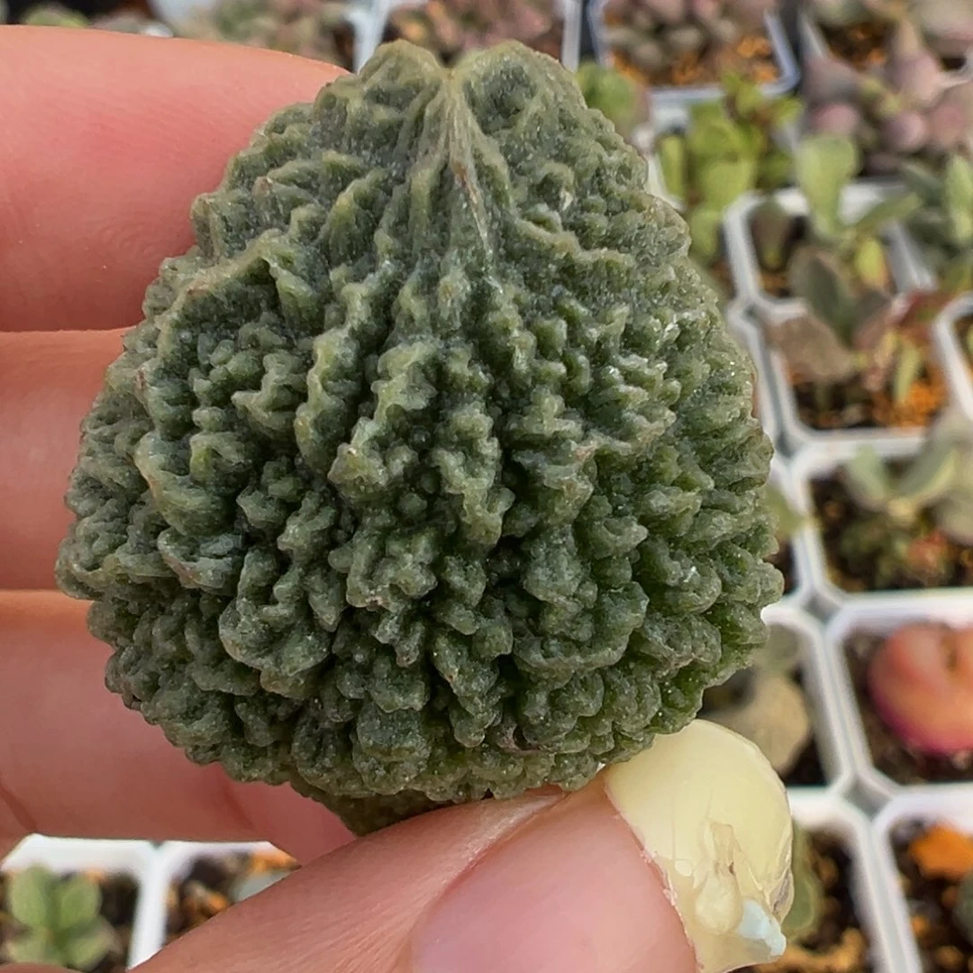 海螺壳叶子多肉植物水泡多肉植物