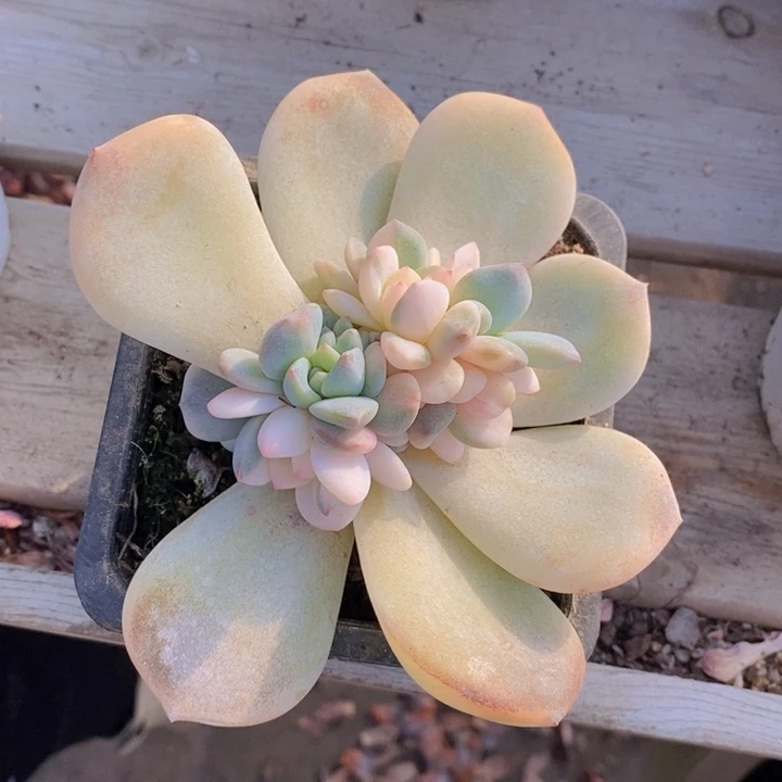 橙梦露花脸锦1111111