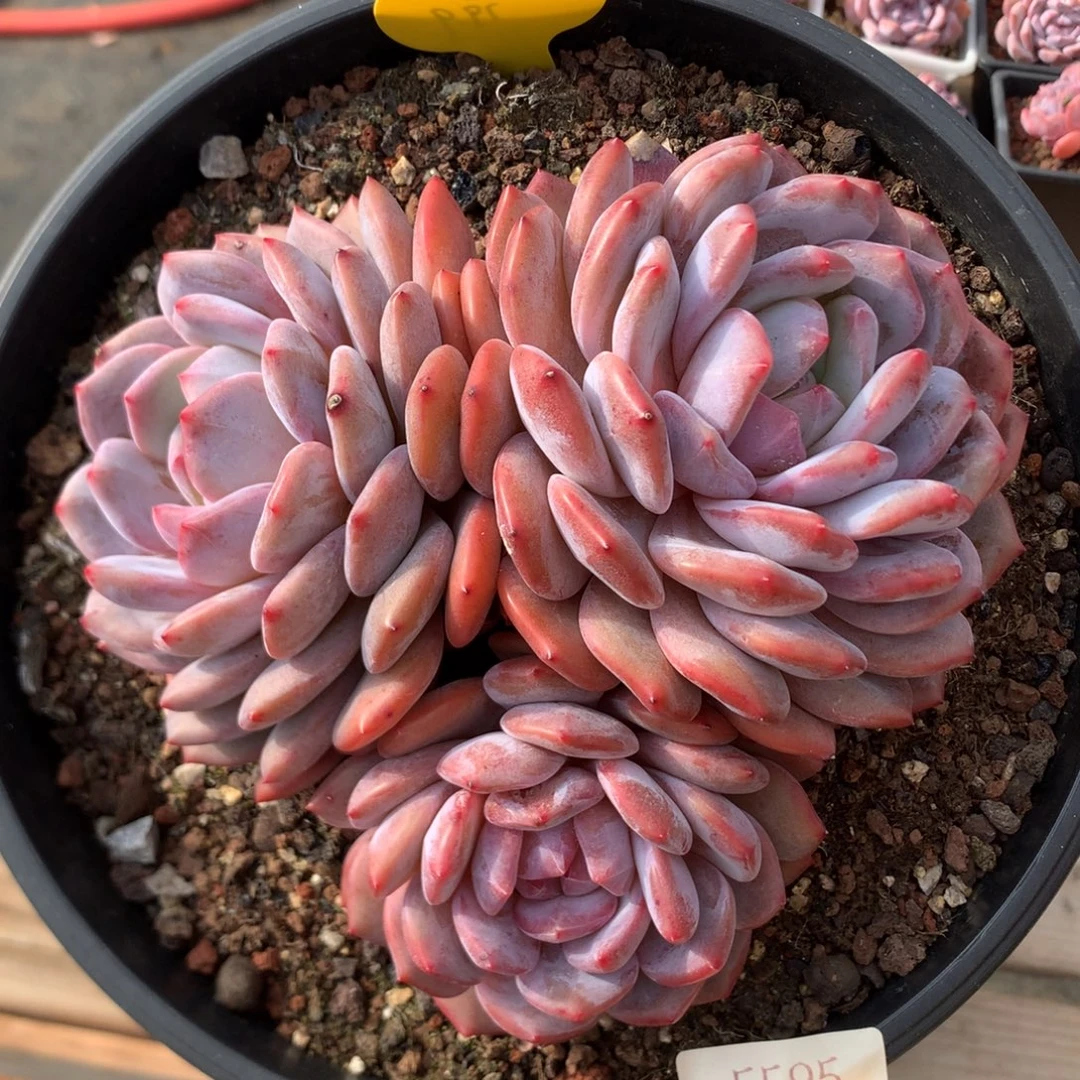 18厘米三头韩橙 无砍 5595