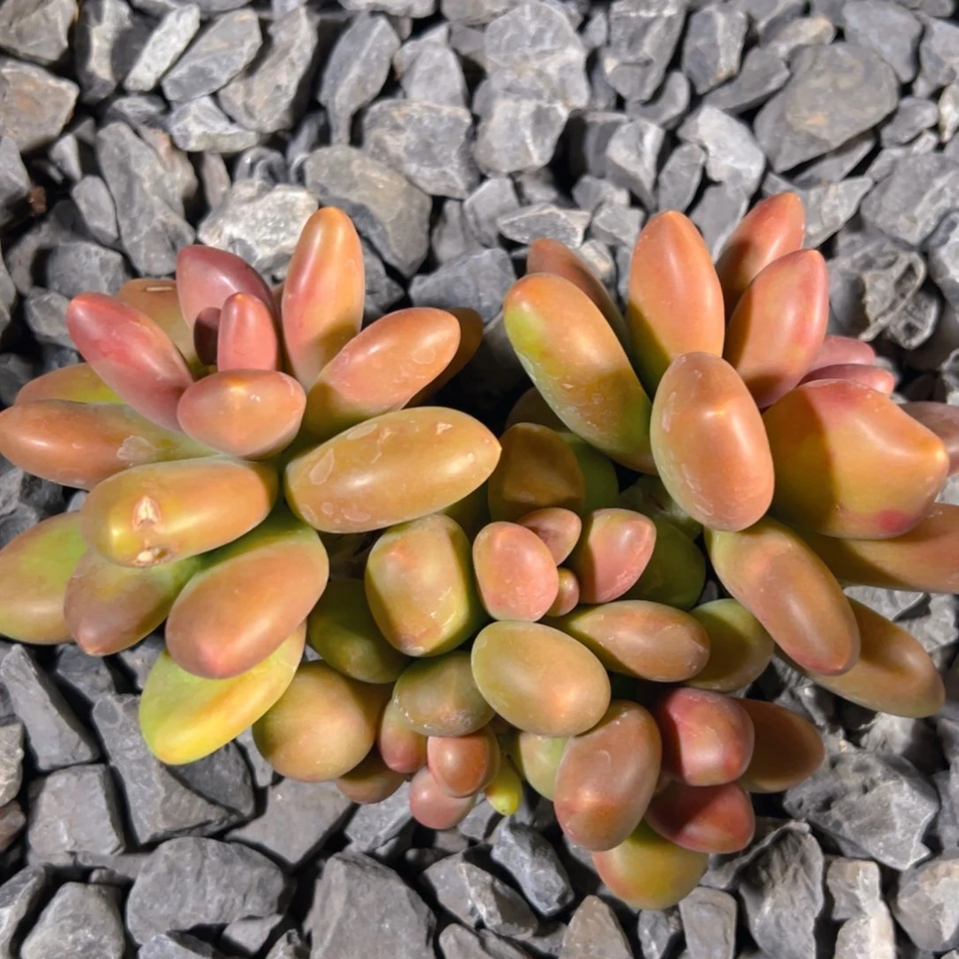 Cc小姐妹1111111111