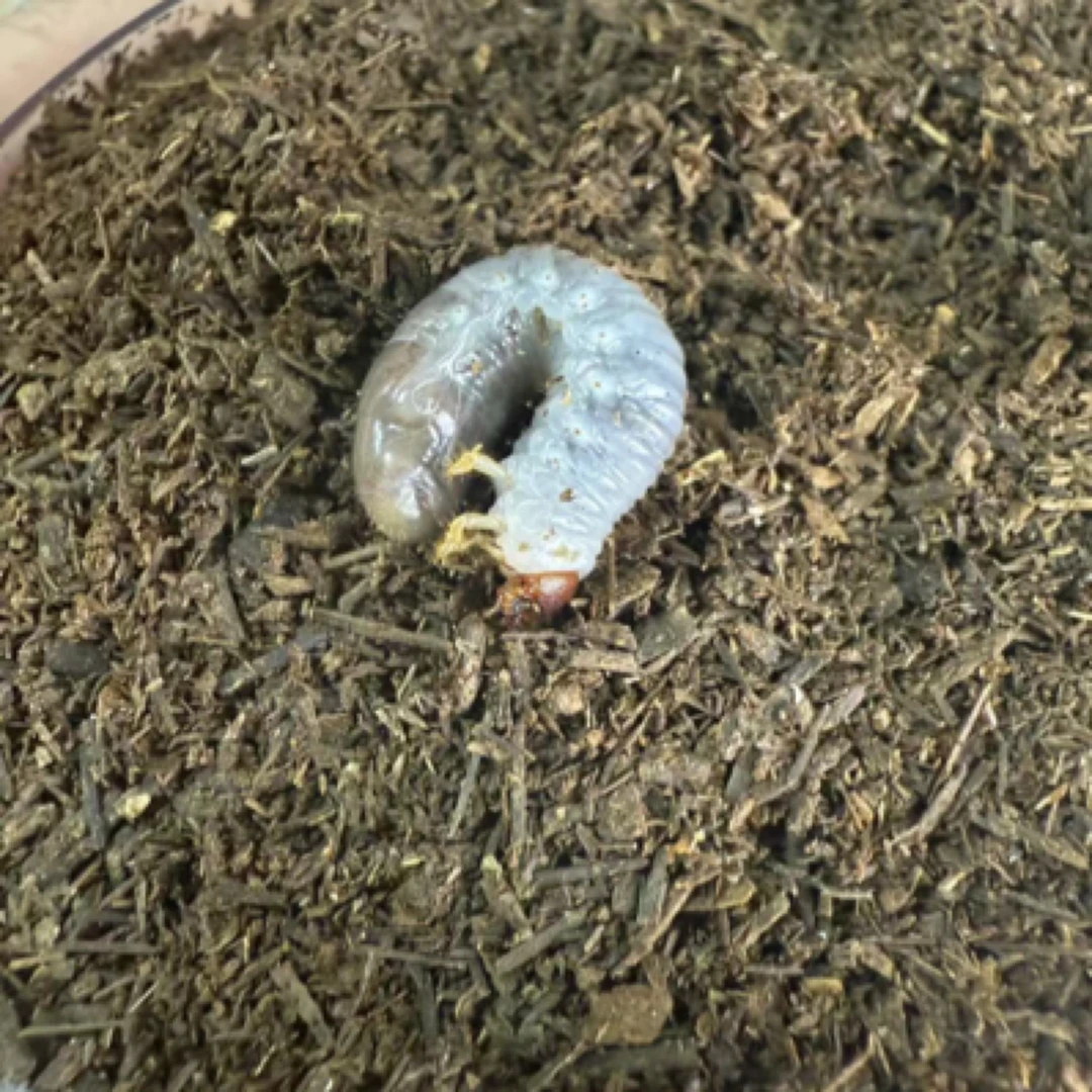 蒙塔纳丽细身 无忧罐（活体甲虫1-2龄幼虫）