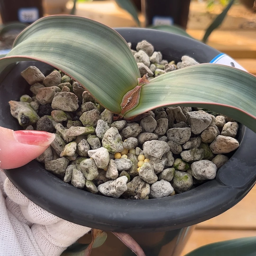 汤圆植物22百岁兰最宽