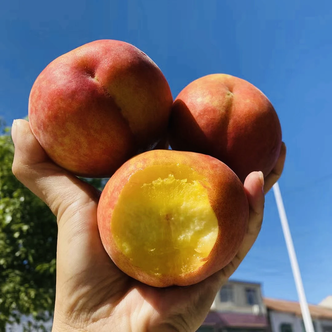 【顺丰包邮】湖北彩虹黄桃应季桃子3/5斤多汁应季现摘新鲜水果