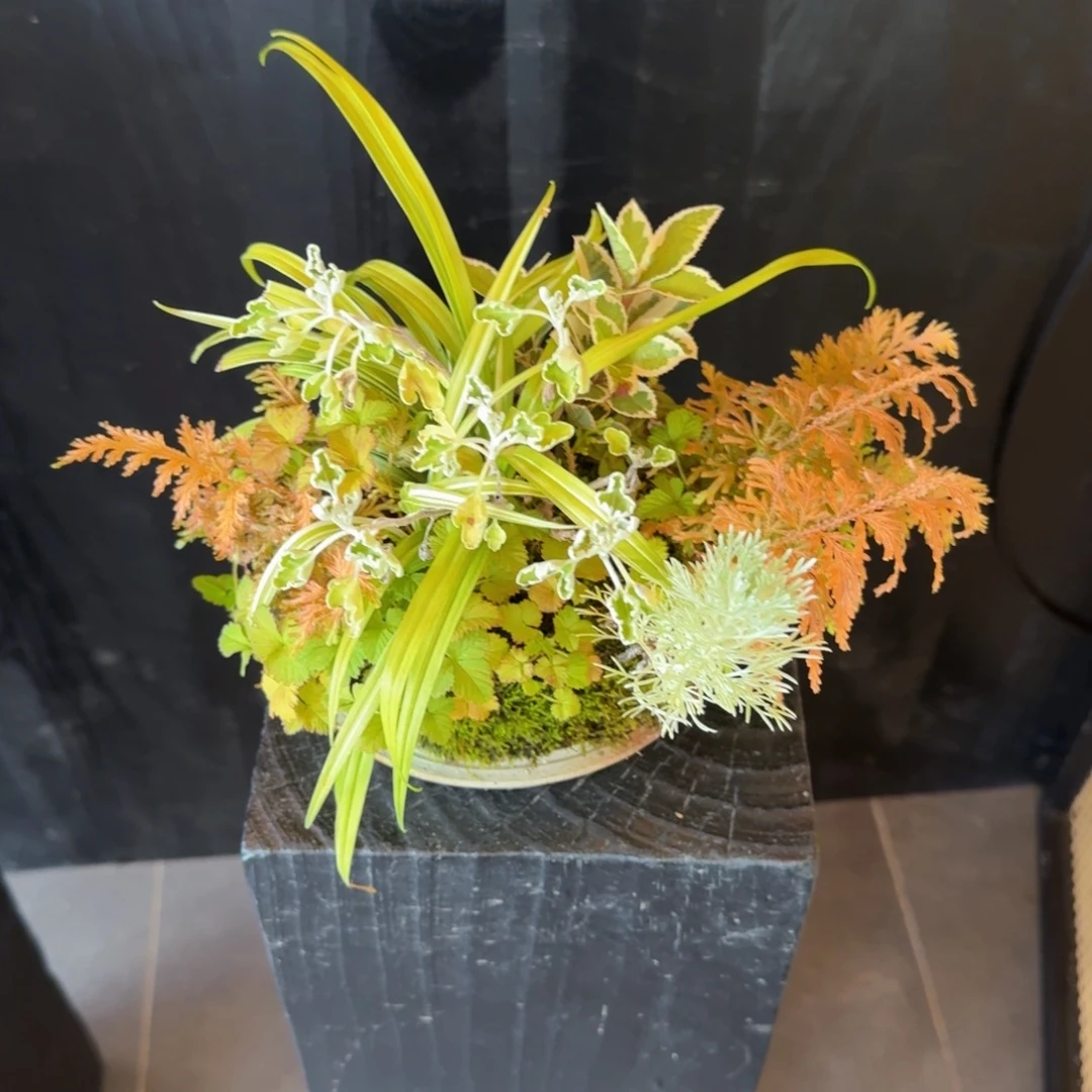 当前无花朵，栽培后可花朵山野草日本南蛮盆