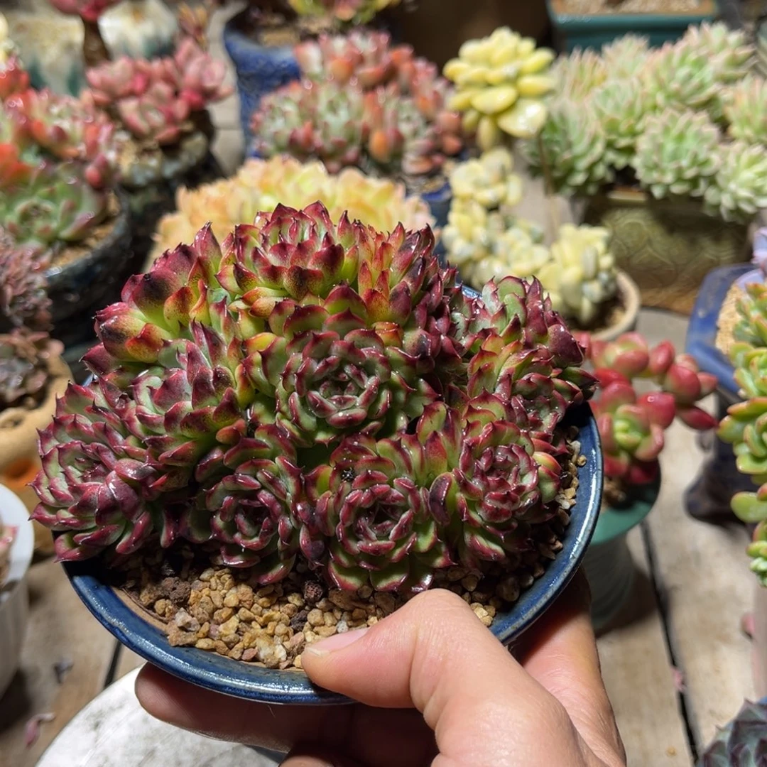 马赛尔多肉植物duociba