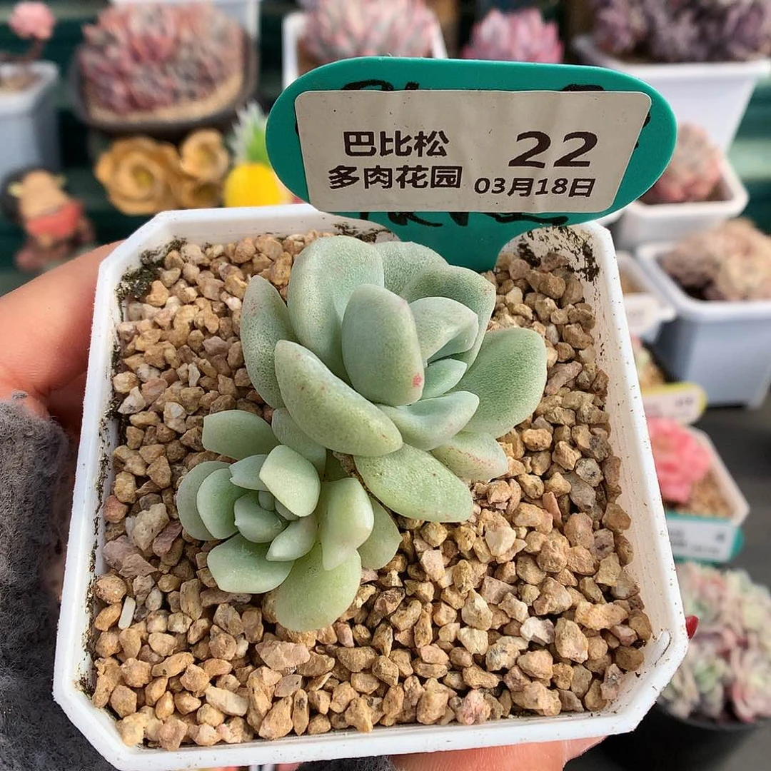 22双头异色冰玉石化多肉