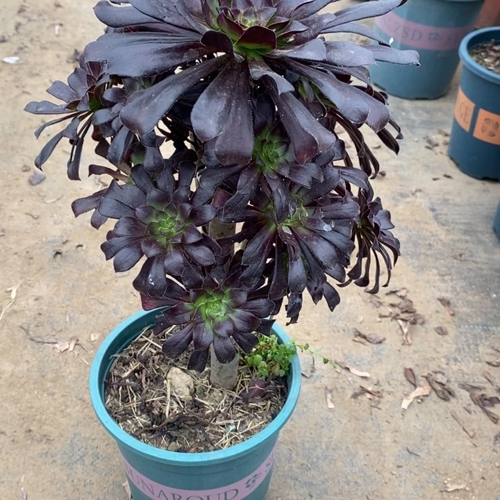 墨法5多肉植物法师法师