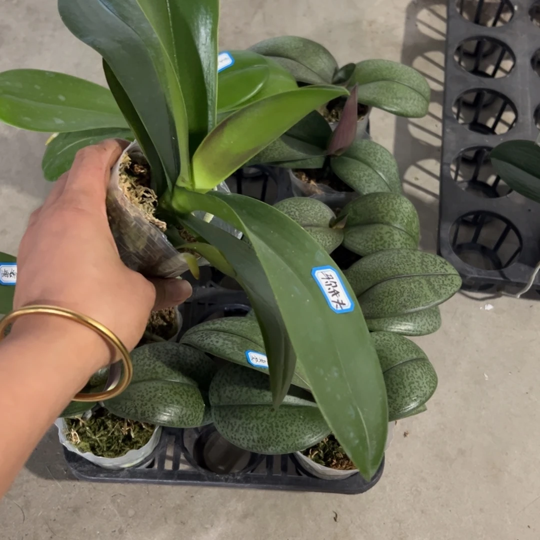 完全开放马尔代夫2.8杯