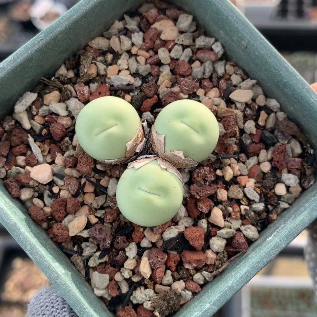 481海豚嘴透明嘴