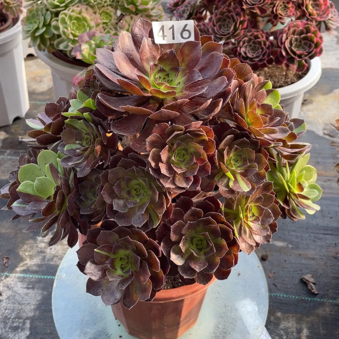 黑骑士多肉植物法师