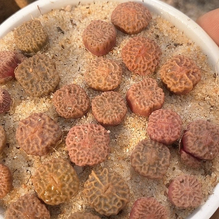 17601超烧一颗   dt7778