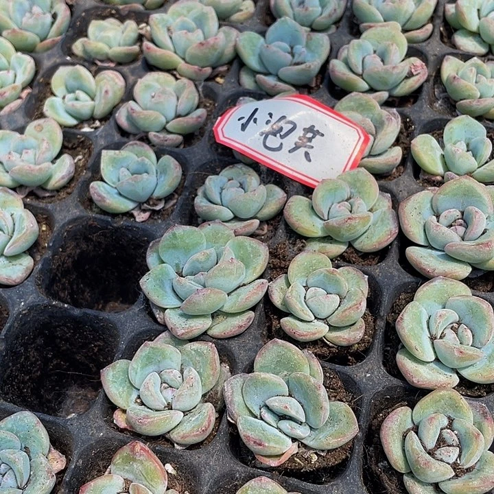 小泡芙1元带土发