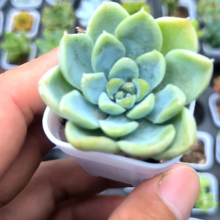 奶油美人，满5元包邮