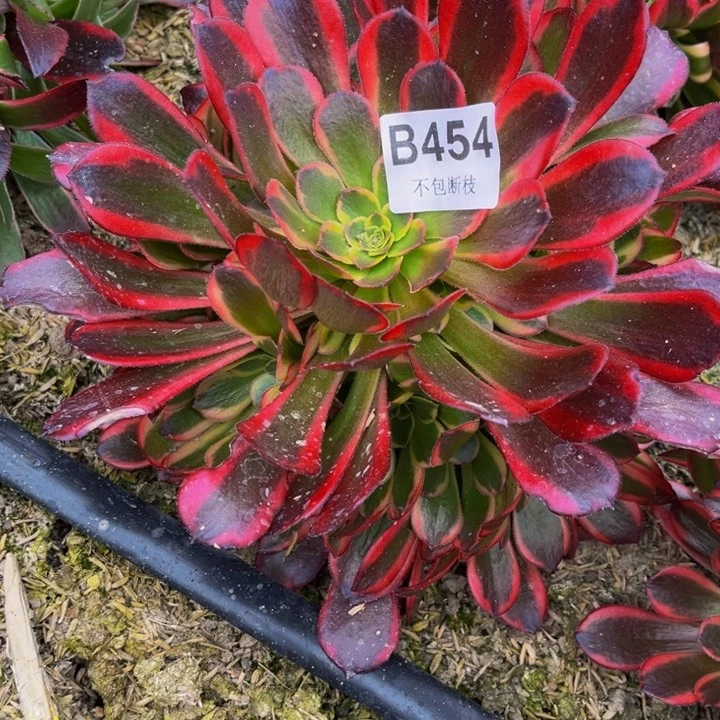 454水果糖多肉法师不包断枝