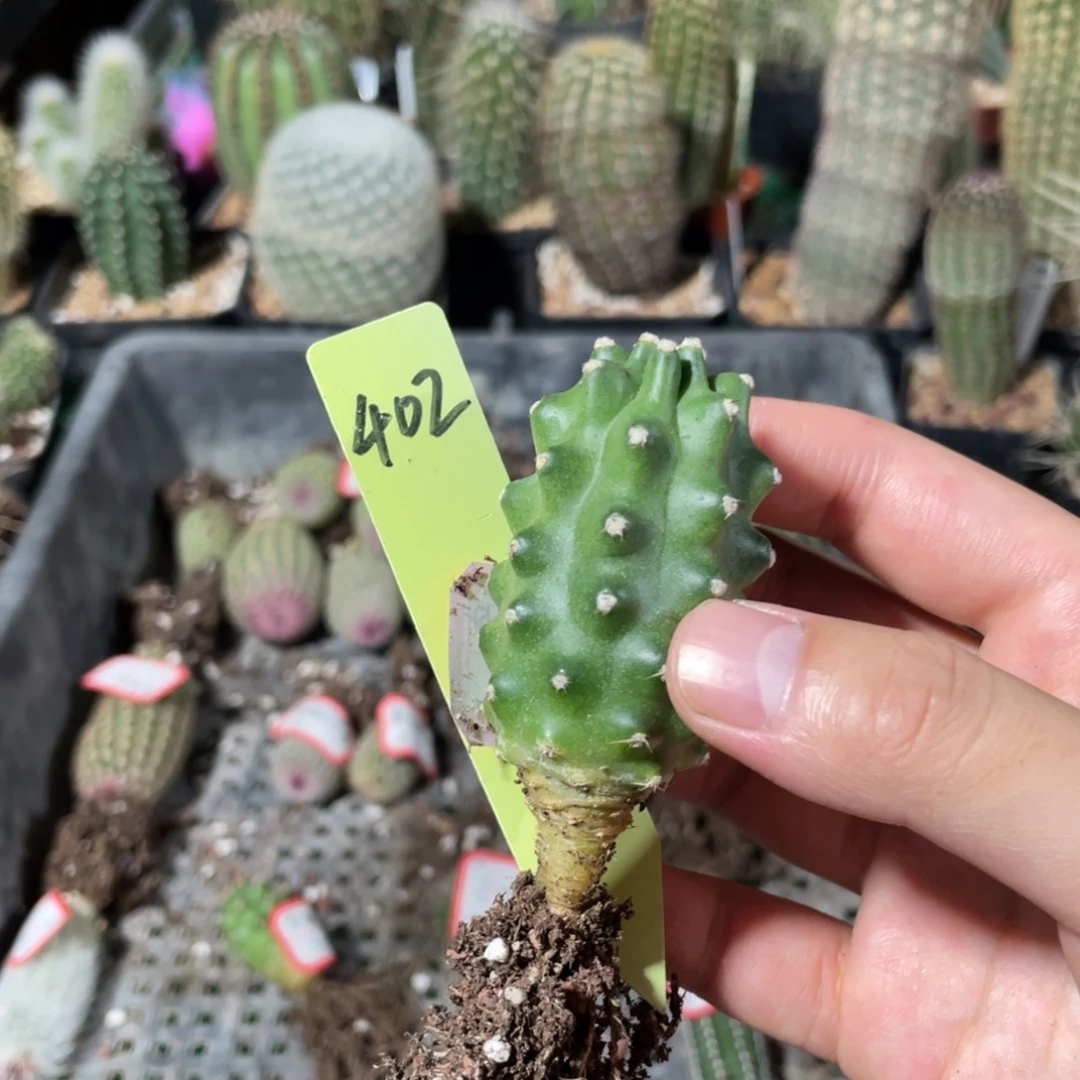 鬼见城鬼见城鬼见城402