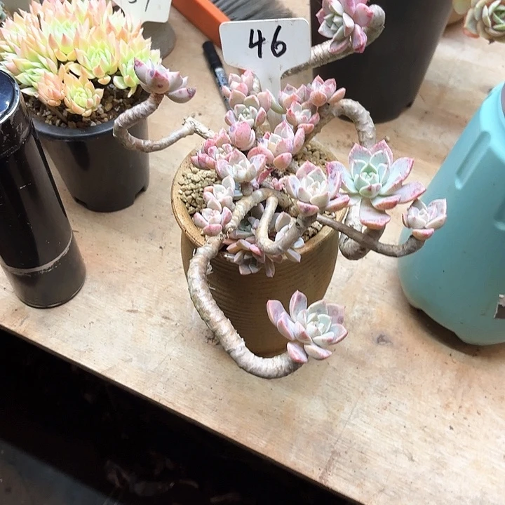 星***线多肉植物，红粉佳人46号