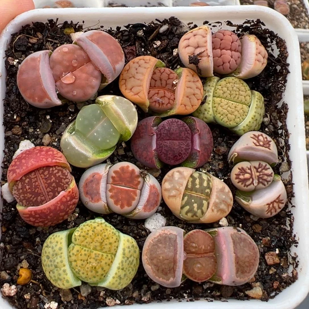 1.26好看的多肉692