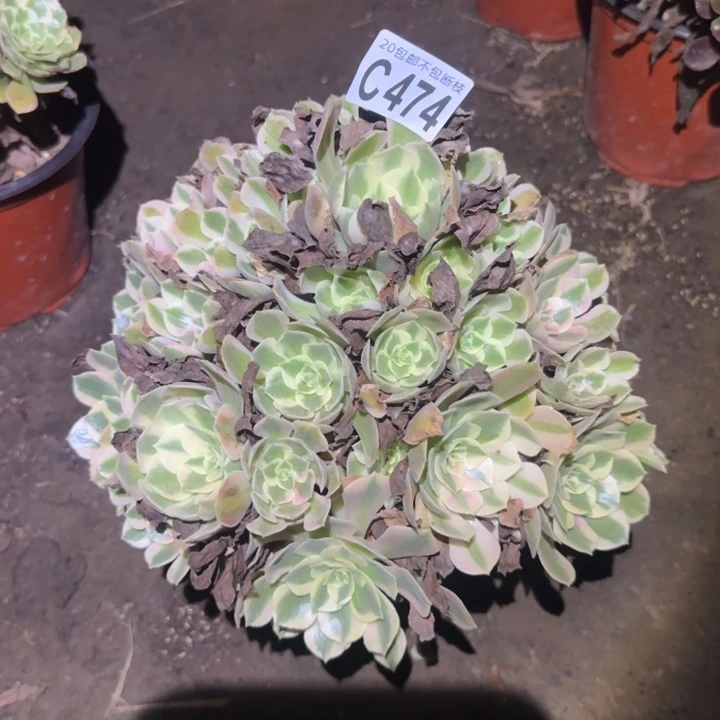 妖月……多肉植物的
