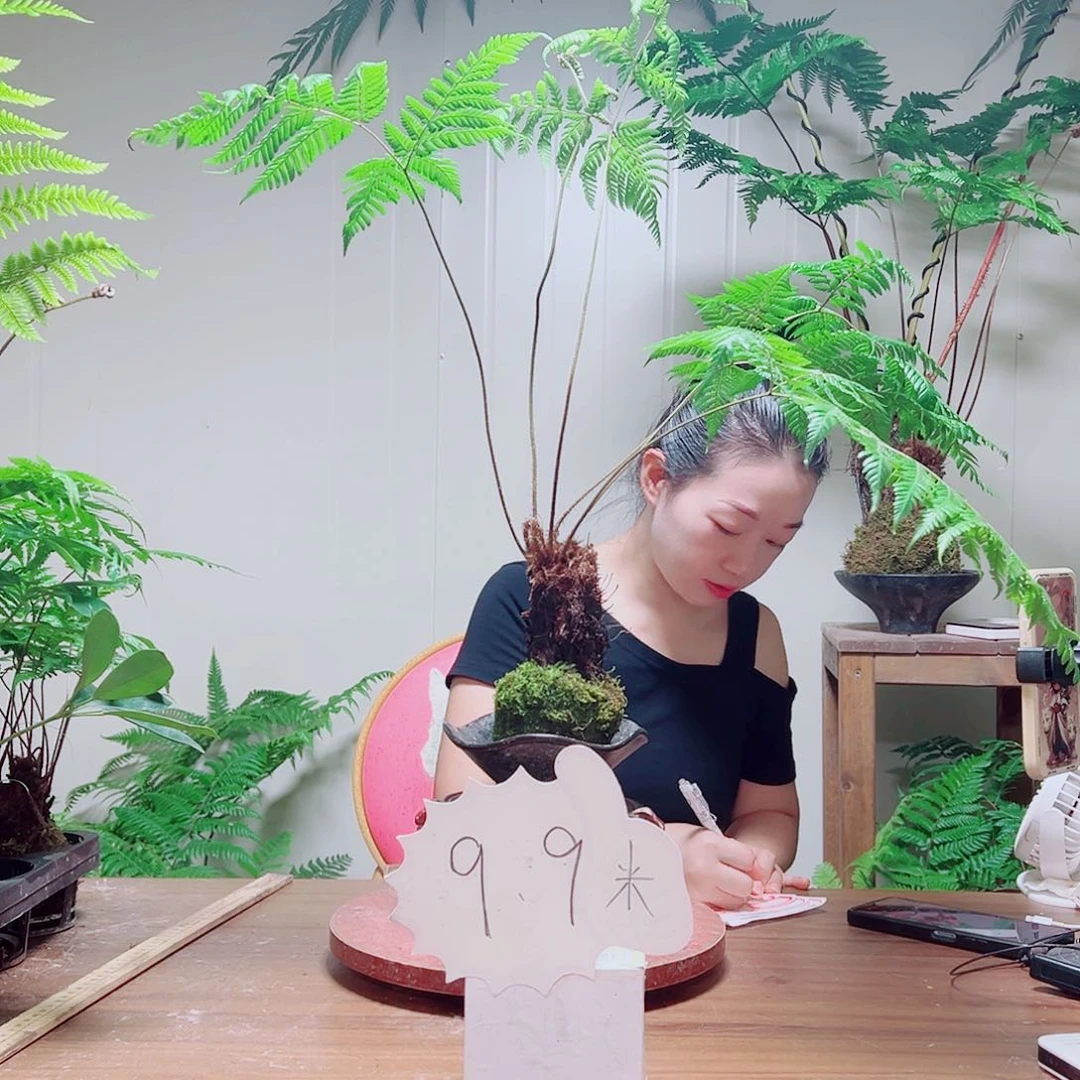 无花朵✨****✨金丝虹鳞蕨