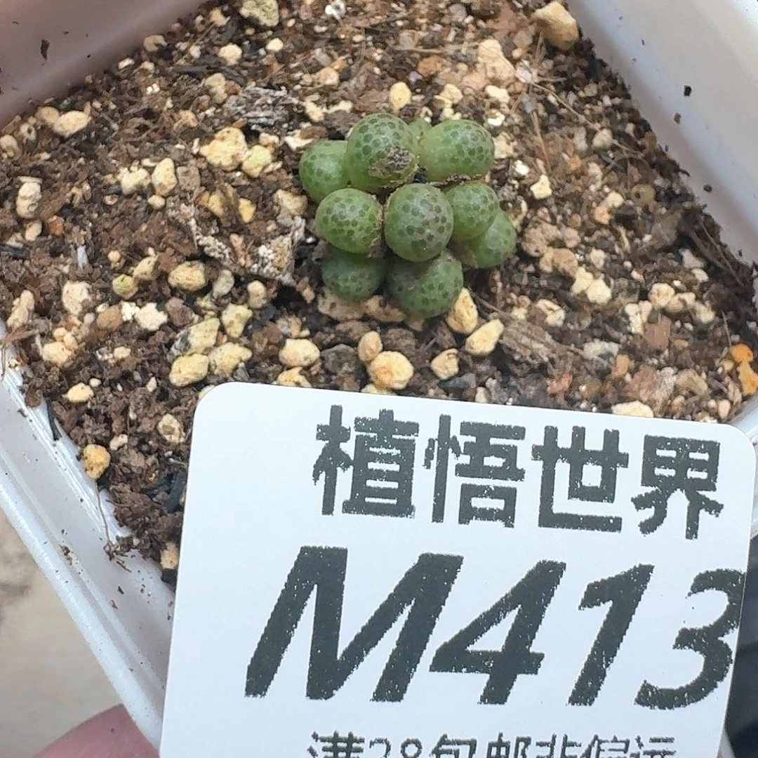 多肉植物的润泽ev