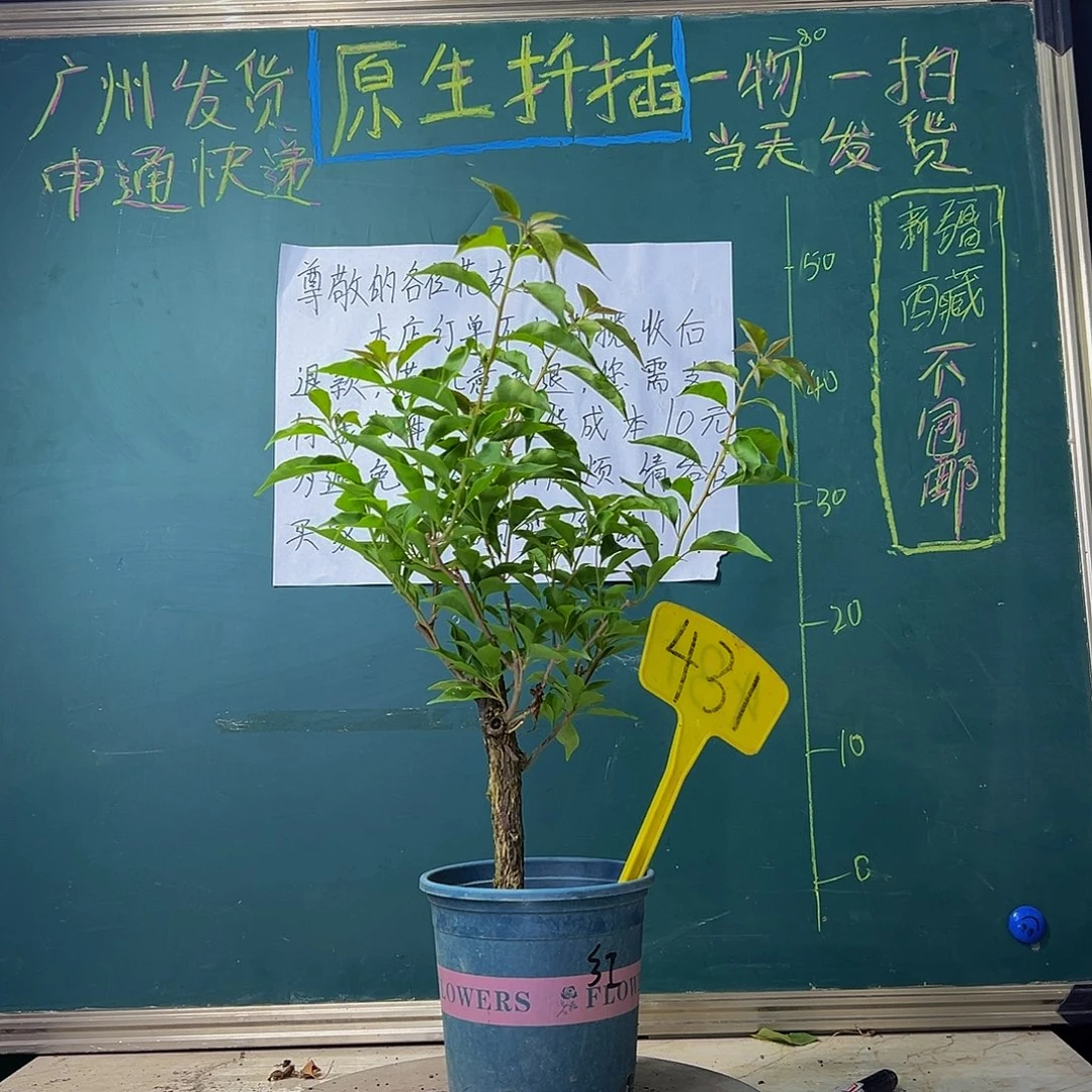 当前无花栽培后可以开花粗杆 热火桑巴431