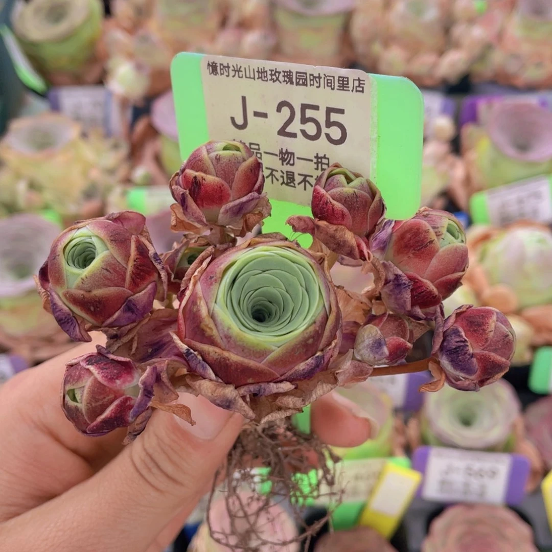 山地玫瑰卿月J255