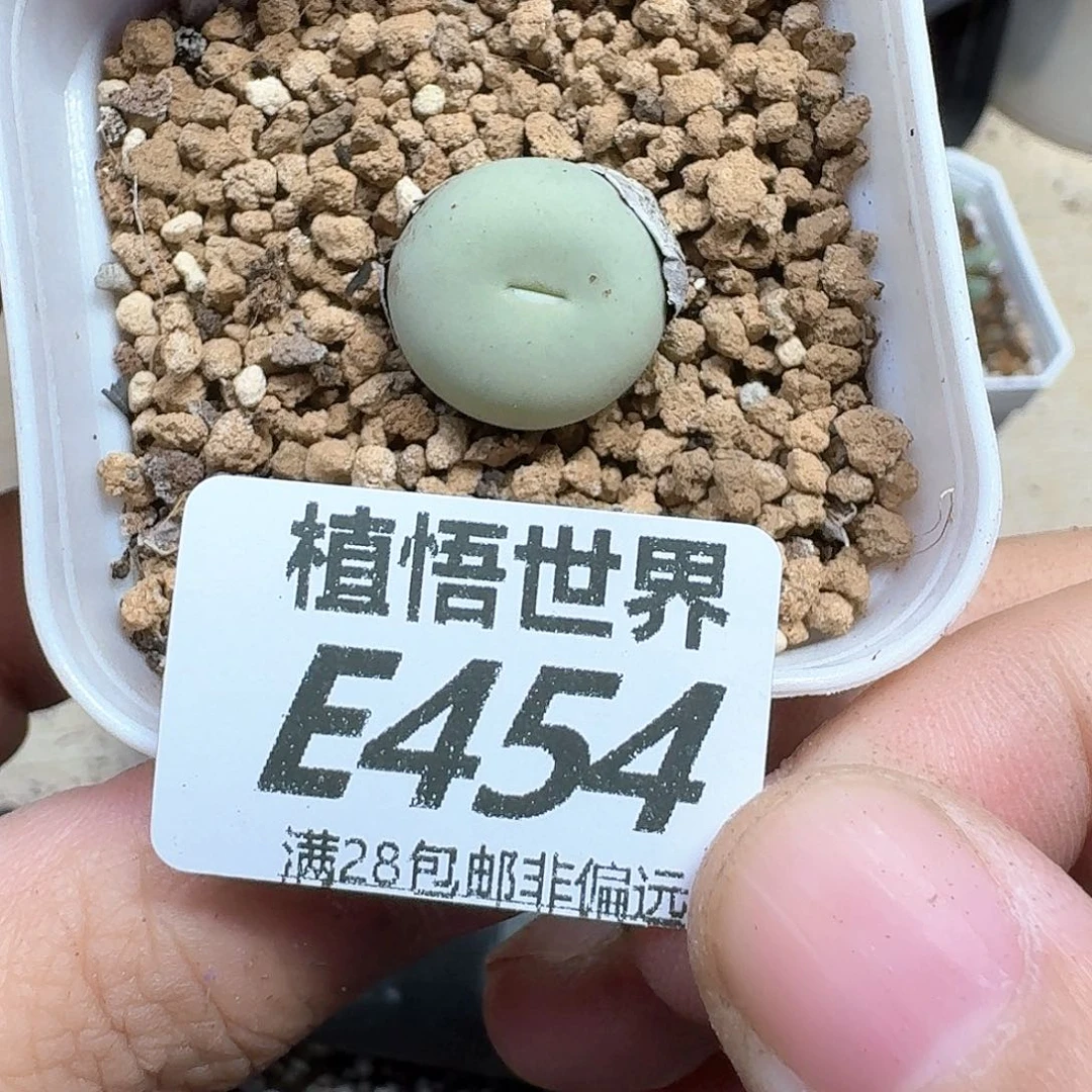 多肉植物的人生fgh