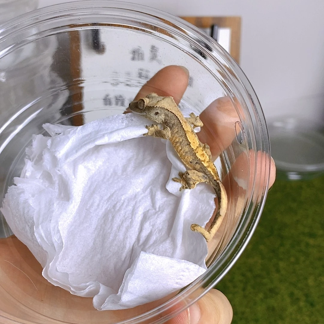 睫角守宫三色奶油