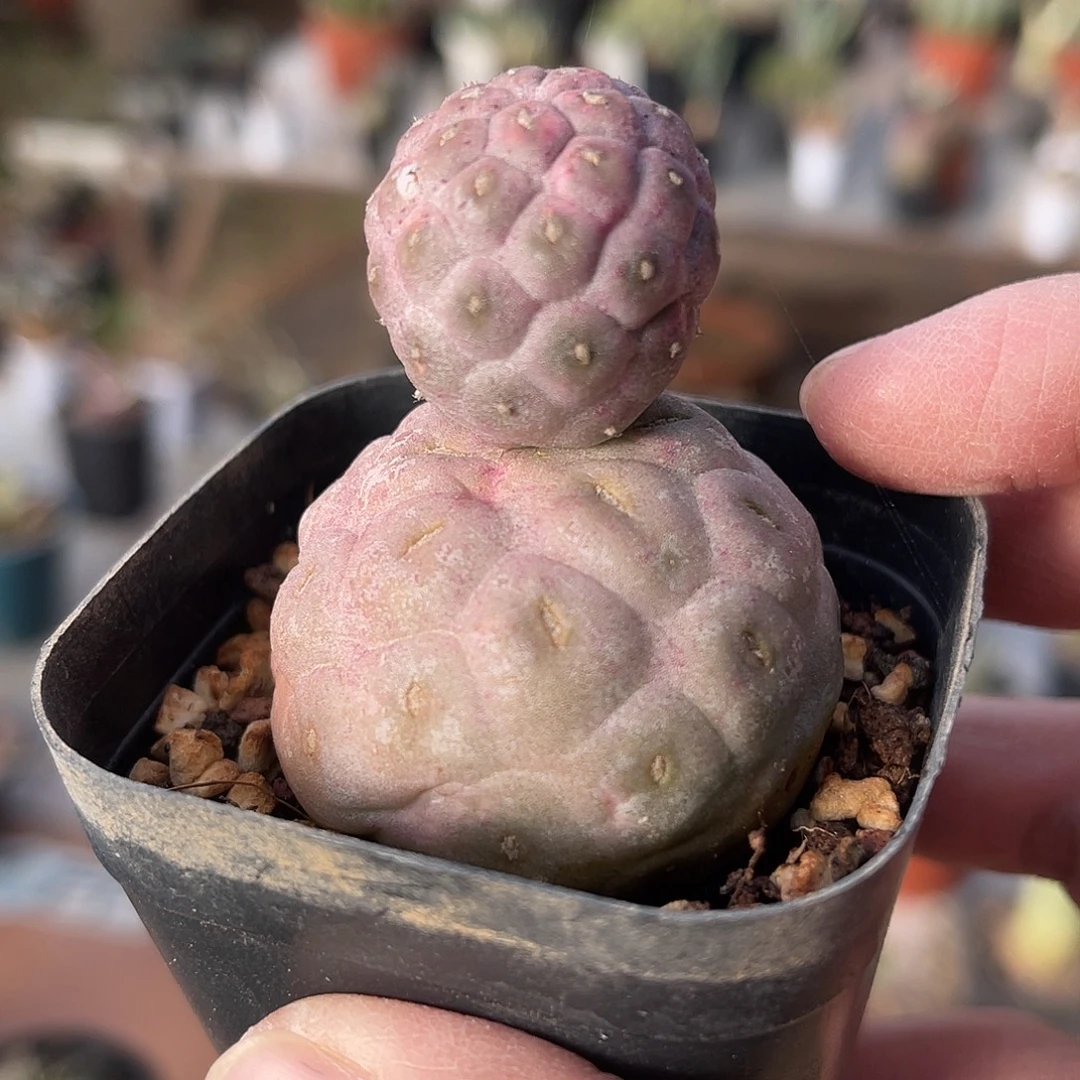 无刺习志野锦雪人